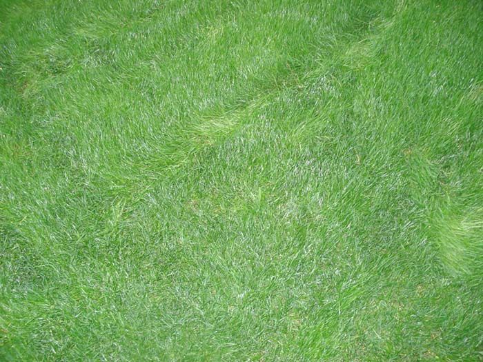 A close up of a lush green field of grass.