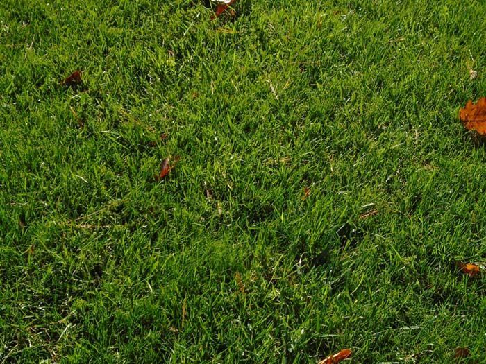 A close up of a lush green lawn with leaves on it.