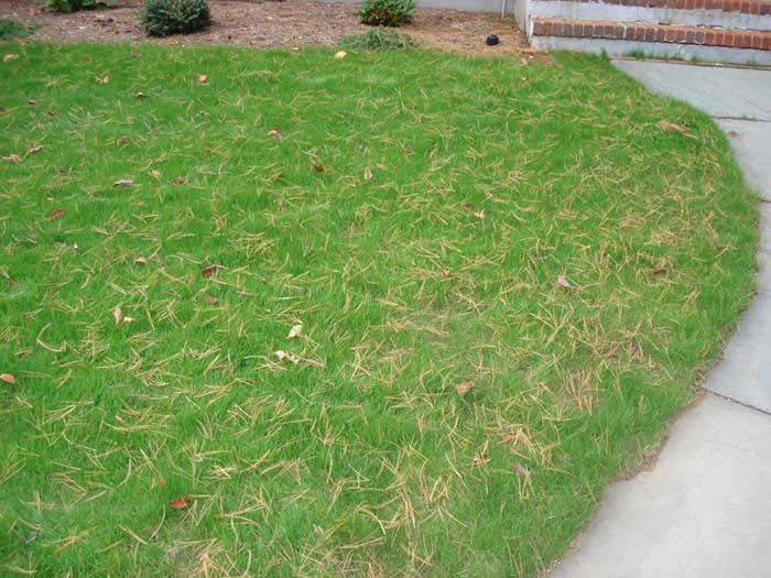 A lawn with a lot of brown grass is next to a sidewalk.
