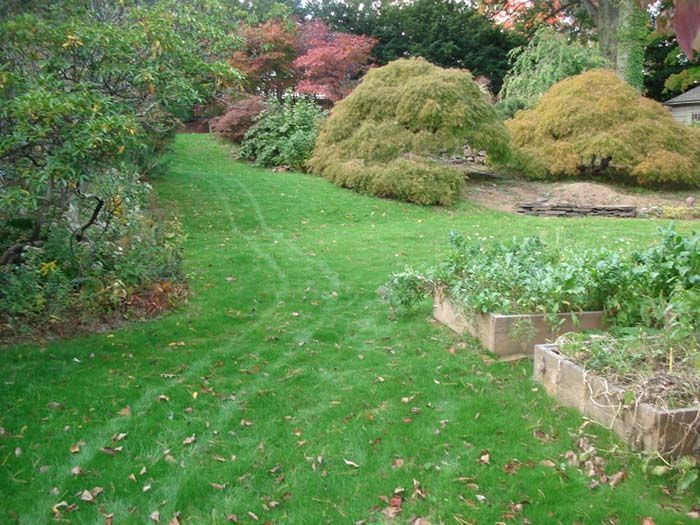 A lush green lawn with trees and bushes in the background
