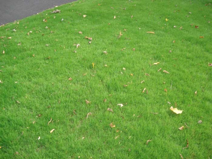 A close up of a lush green lawn with leaves on it.
