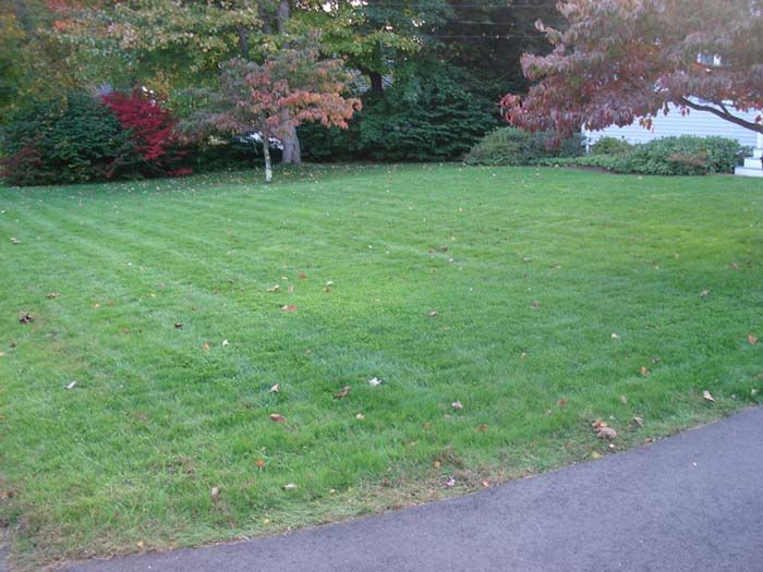 A lush green lawn with trees in the background and a driveway in the foreground.