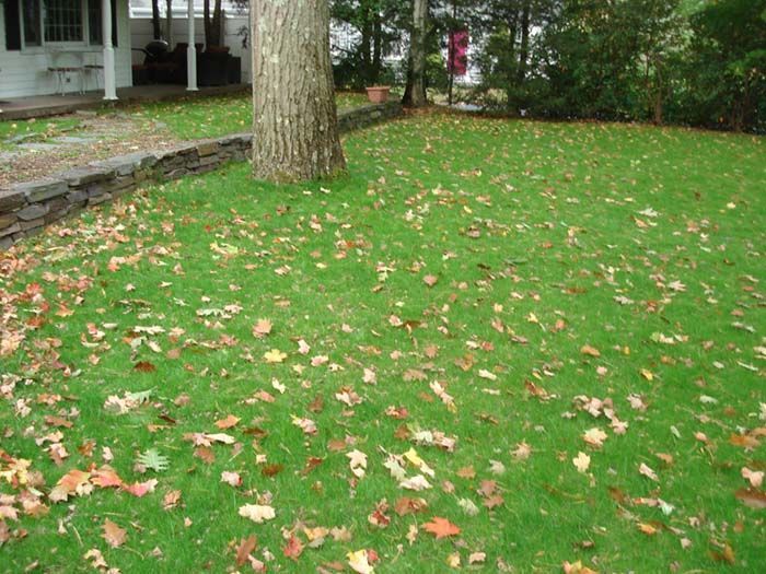 A lawn with leaves on it and a tree in the background