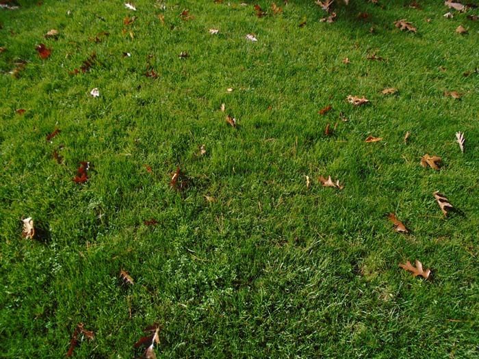 A lush green lawn with leaves on it