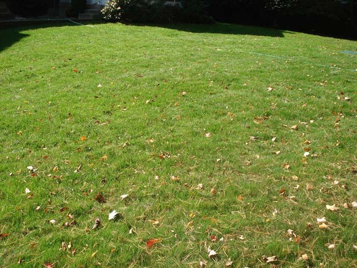 A lush green lawn with a lot of leaves on it