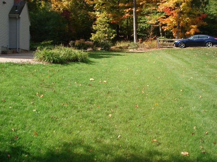 A blue car is parked in a lush green yard