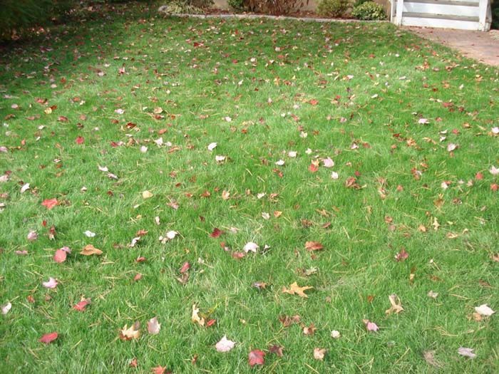 A lawn with a lot of leaves on it