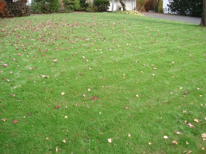 A lush green lawn with leaves on it and a house in the background.