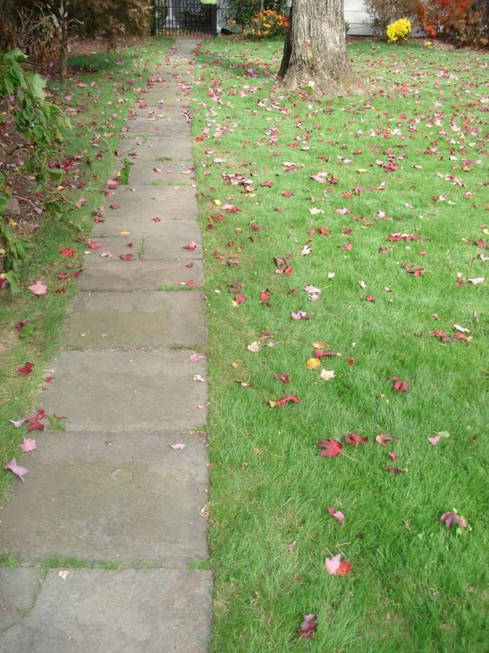 A sidewalk leading to a lush green lawn with leaves on the ground.
