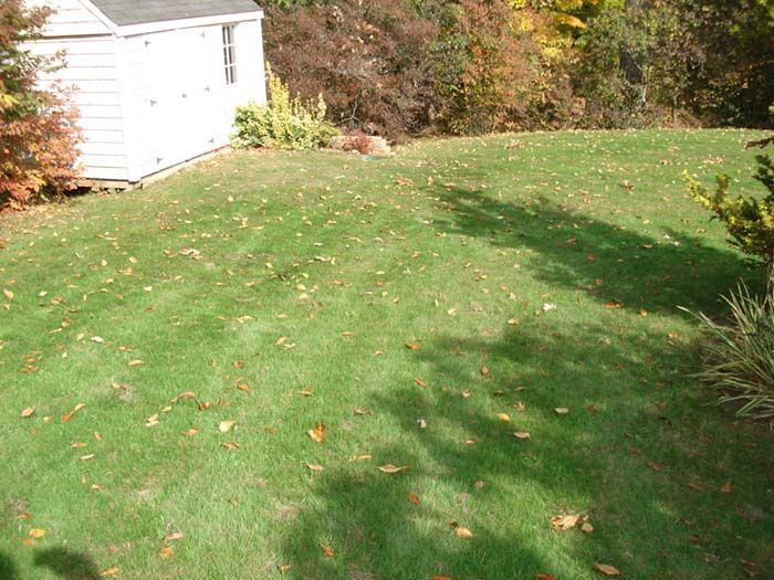 A lush green lawn with a white shed in the background