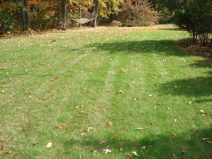A lush green lawn with a lot of leaves on it