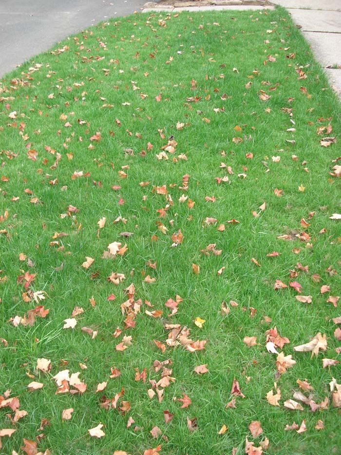 A lawn with a lot of leaves on it