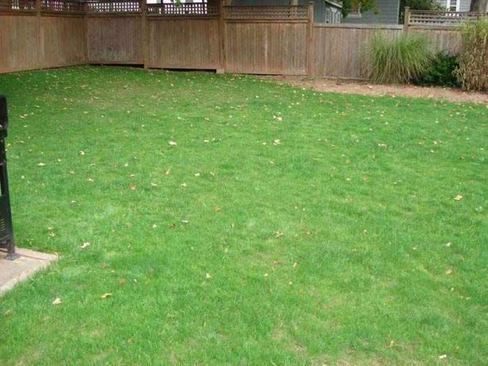 A lush green lawn with a wooden fence in the background.