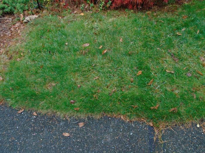 A patch of grass is growing on the side of a road.