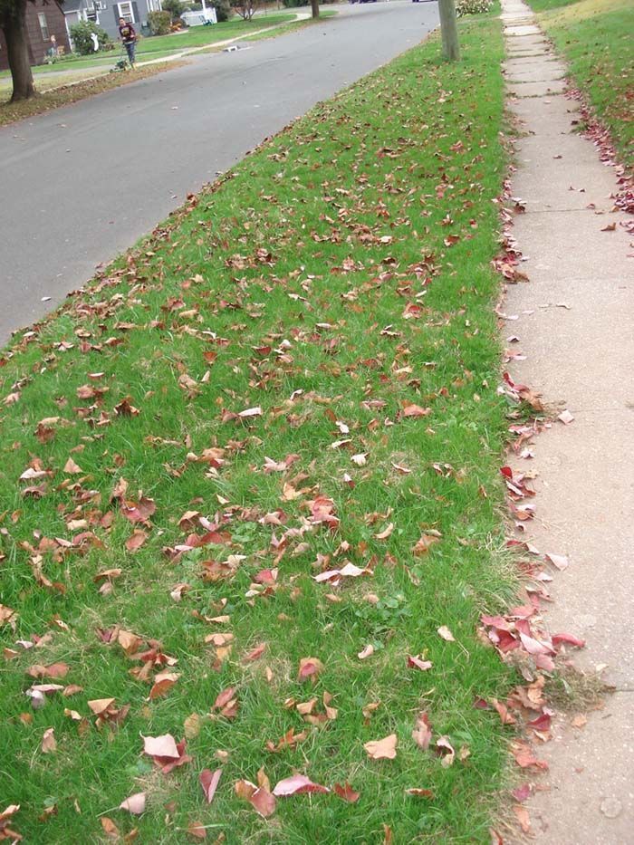 A sidewalk with a lot of leaves on the grass