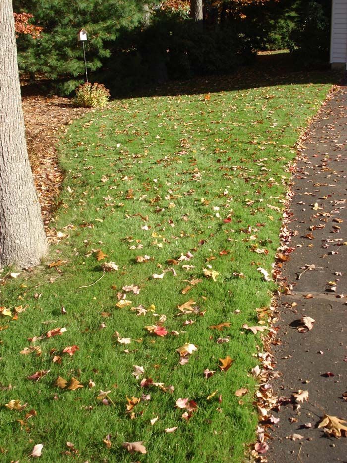 A lawn with a lot of leaves on it