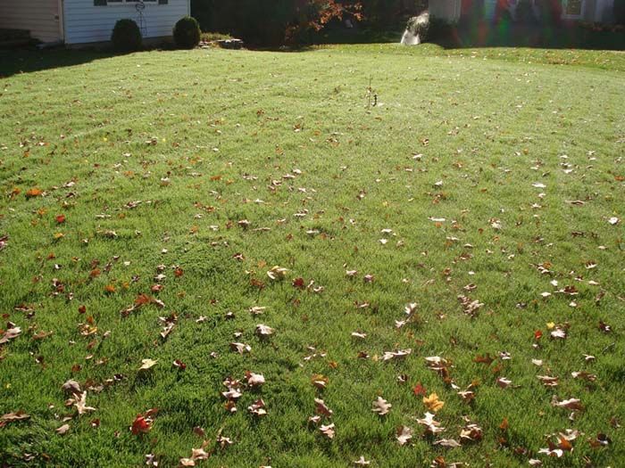A lawn with a lot of leaves on it