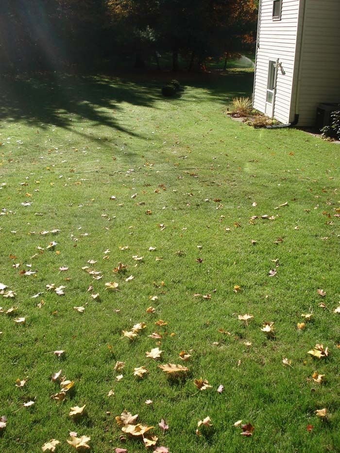 A lawn with a lot of leaves on it and a house in the background.