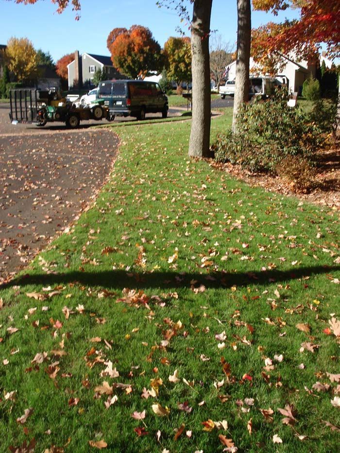 A shadow of a truck is cast on a lush green lawn