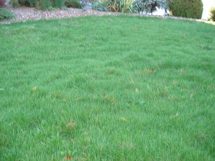 A lush green lawn with a slope in the background.
