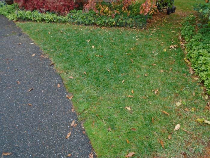 A lush green lawn along the side of a road.