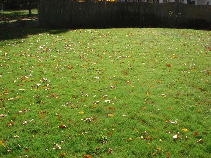 A lush green lawn with lots of leaves on it