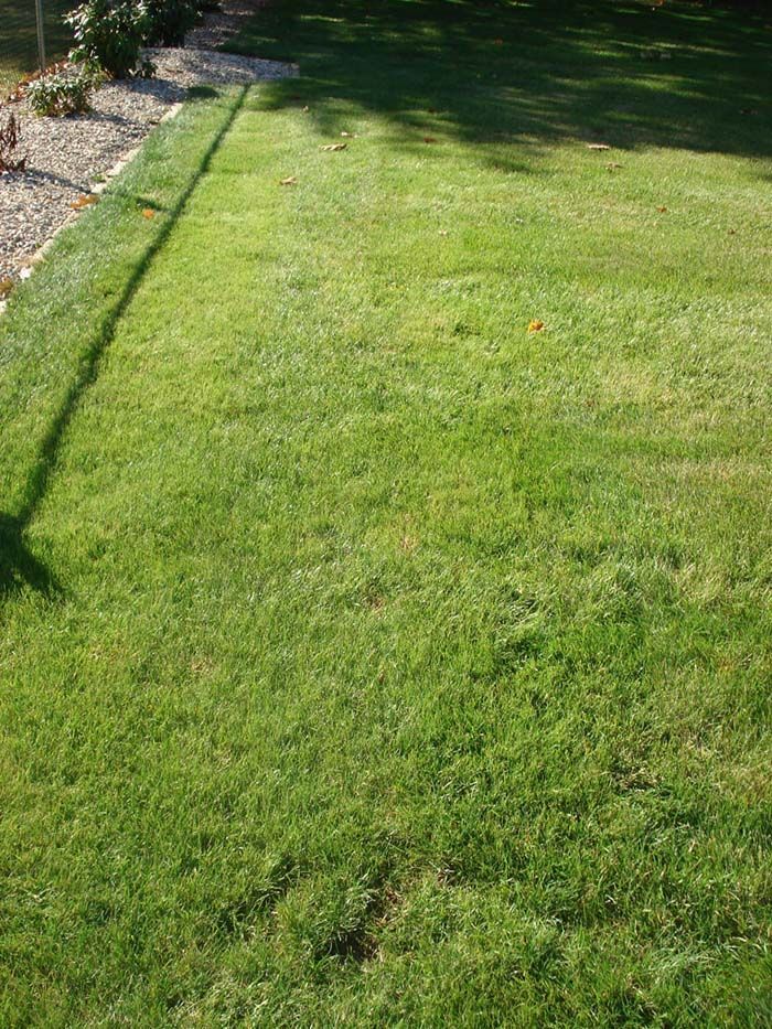 A lush green lawn with a shadow of a person on it.