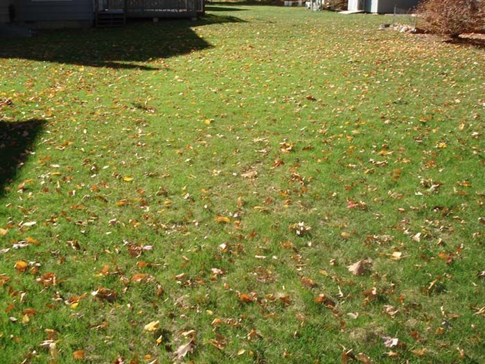 A lawn with a lot of leaves on it