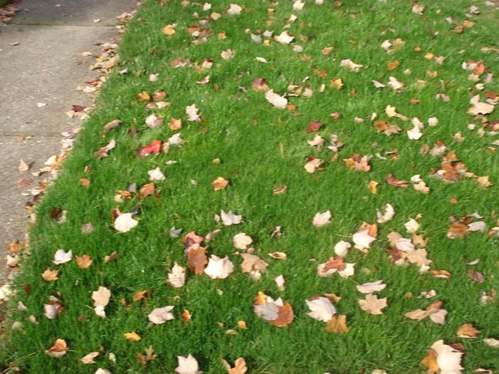 A lawn with a lot of leaves on it