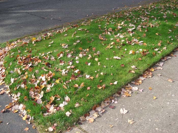 A lawn with a lot of leaves on it