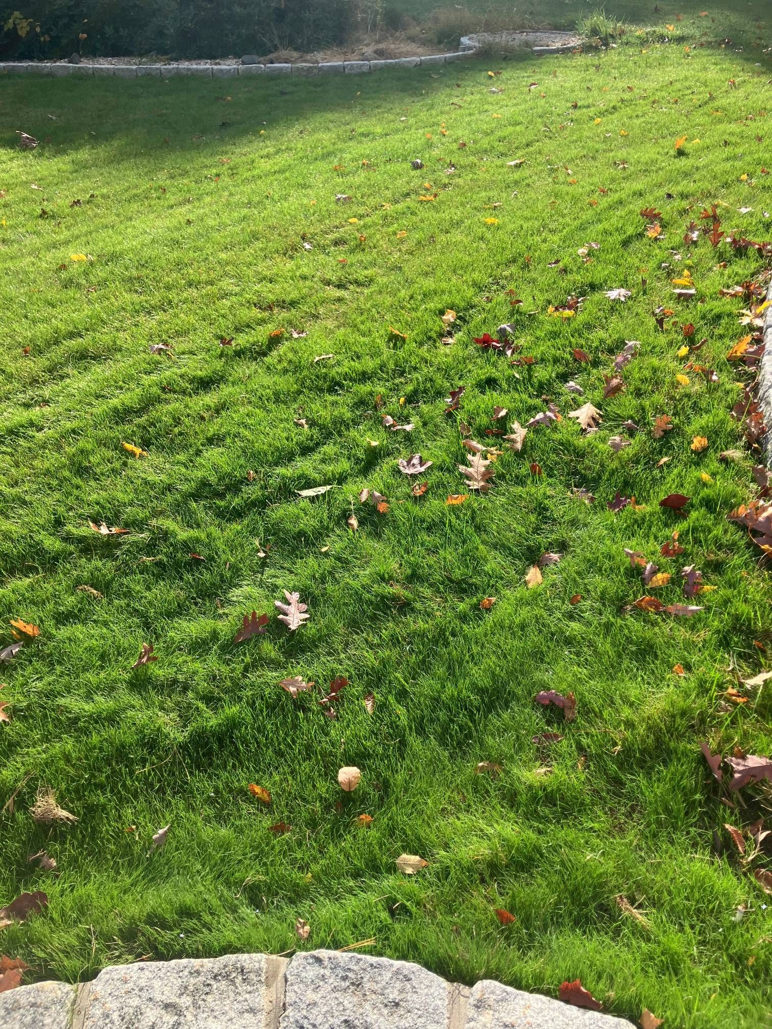 A lush green field of grass with leaves on it.