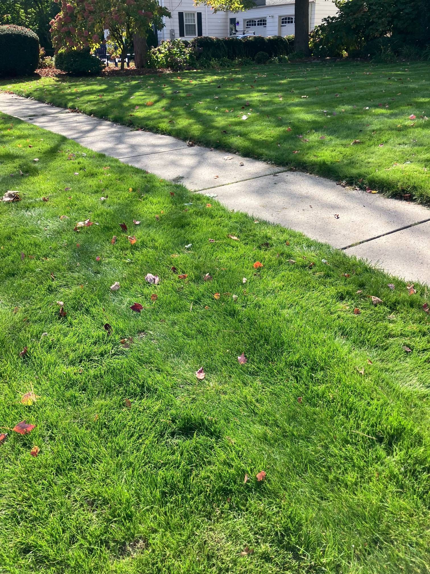 A lush green lawn next to a sidewalk and a house.