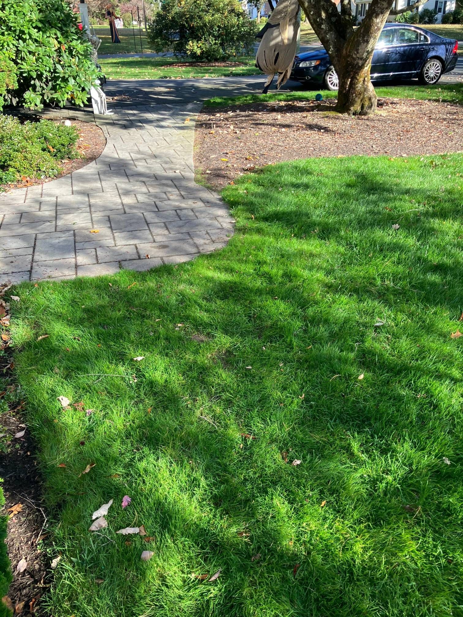A lush green lawn with a brick walkway and a car parked in the background.