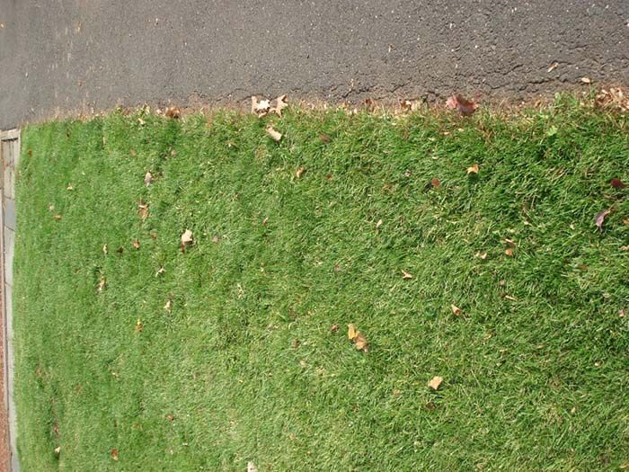 A lush green field of grass next to a road.