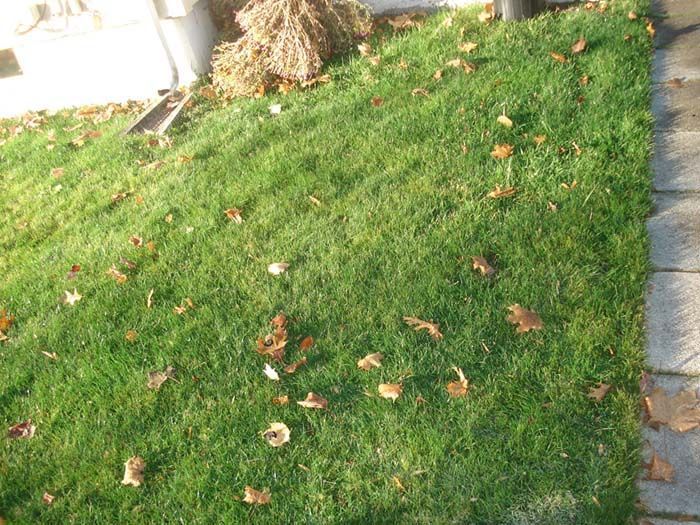 A lawn with a lot of leaves on it