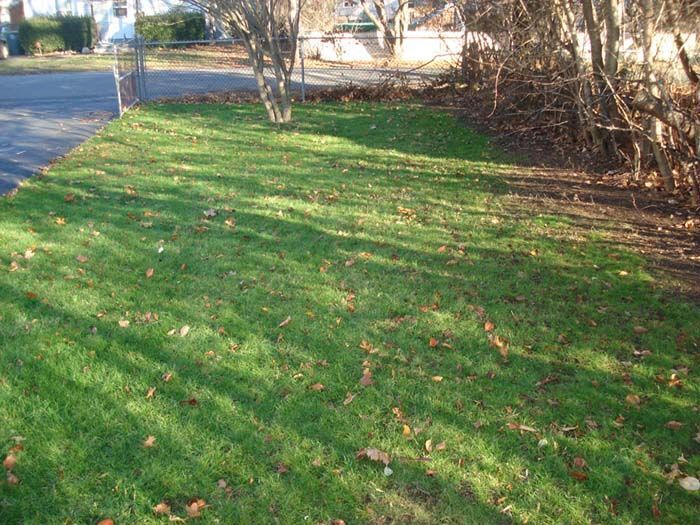 A lush green lawn with trees in the background and leaves on the ground