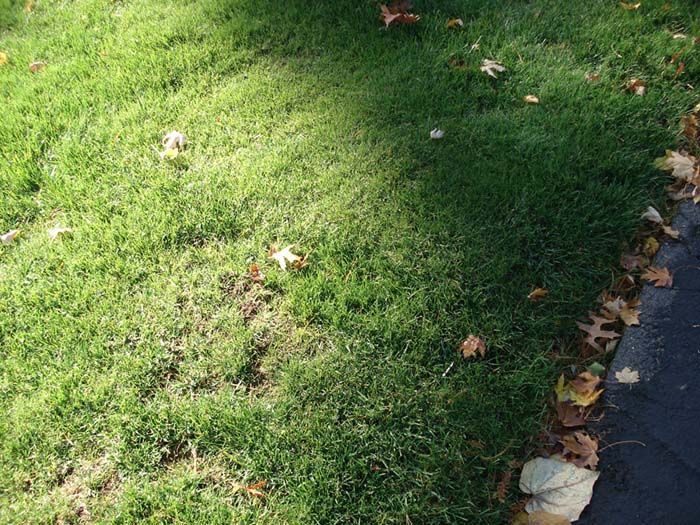 A person is walking on a lush green lawn with leaves on the ground.