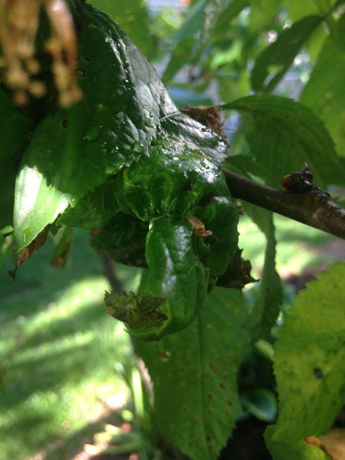 A close up of a green leaf on a tree branch