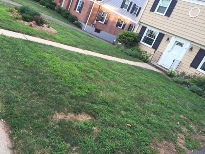 A house with a lush green lawn and a sidewalk in front of it.