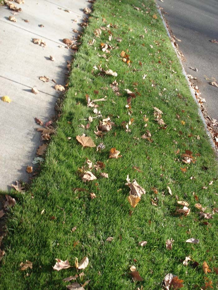 A lawn with leaves on it next to a sidewalk