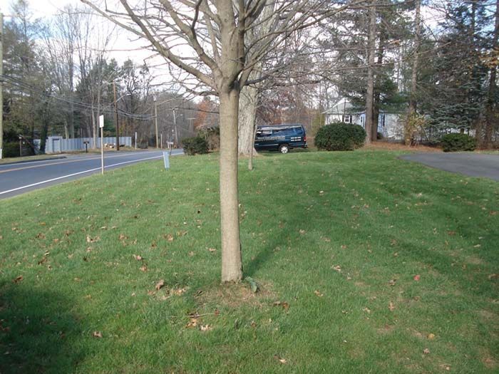 A blue truck is parked on the side of the road next to a tree