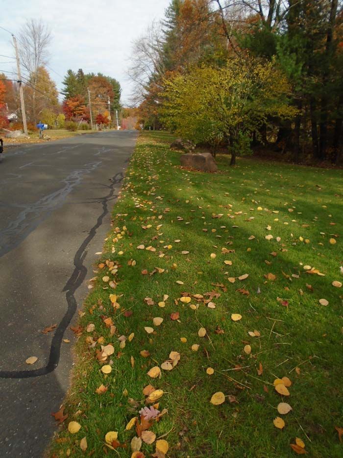 A road with a lot of leaves on the grass