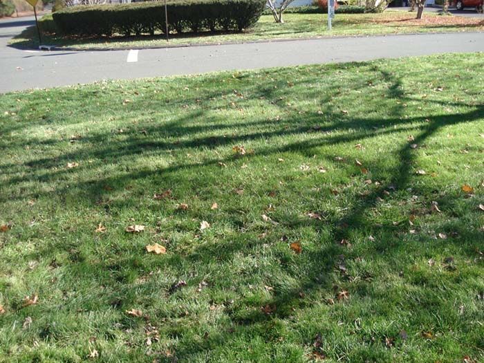 A shadow of a tree is cast on a lush green lawn