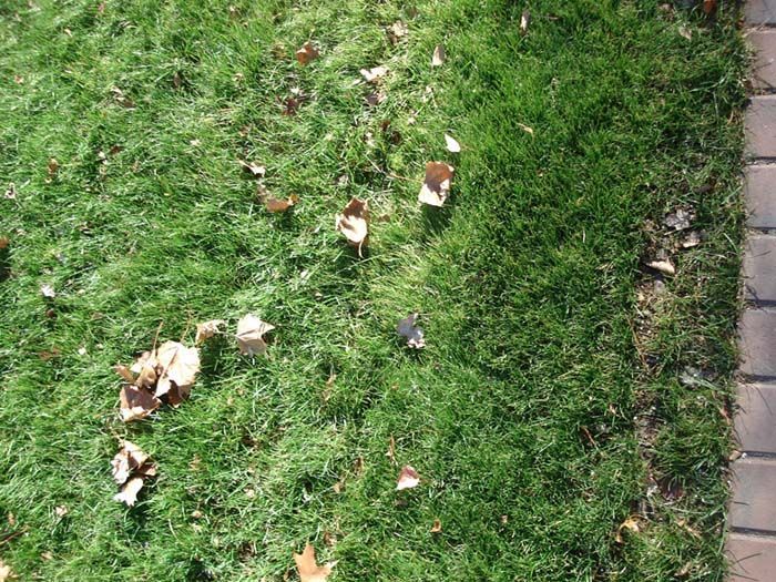 A close up of a lawn with leaves on it
