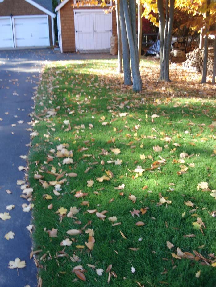 A lawn with leaves on it and a garage in the background
