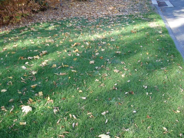 A lawn with a lot of leaves on it