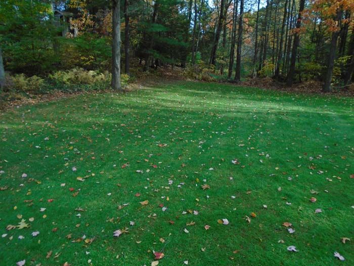 A lush green lawn with leaves on it and trees in the background.