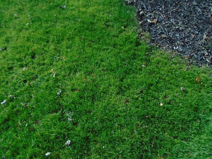 A close up of a lush green lawn next to a gravel path.