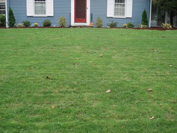 A lush green lawn in front of a blue house