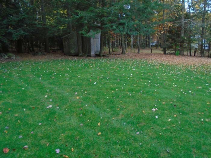 A large lush green field with trees in the background and leaves on the ground.